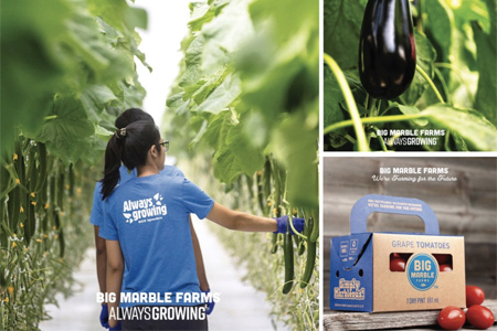 Inside the BMF greenhouse