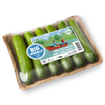 6 Count Mini Cucumber Tray Summer